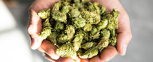 Der Rohstoff Hopfen im Bier Der Rohstoff Hopfen im Bier